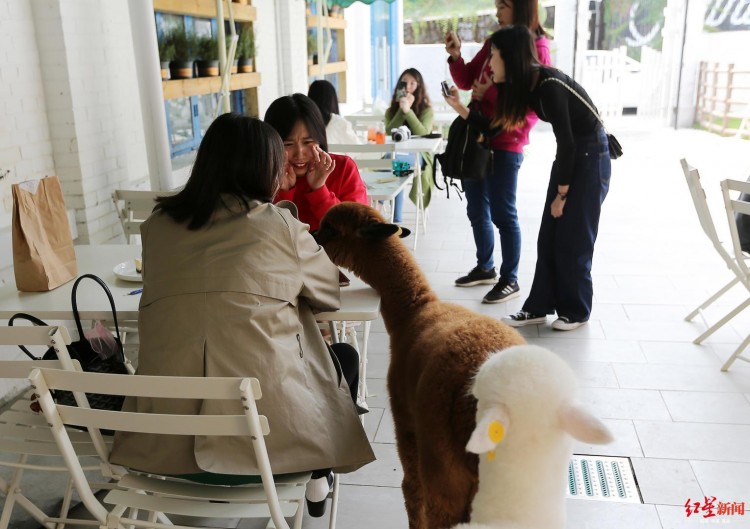 成都异宠调查：吸猫撸狗已不满足开始撸羊驼刺猬蜥蜴