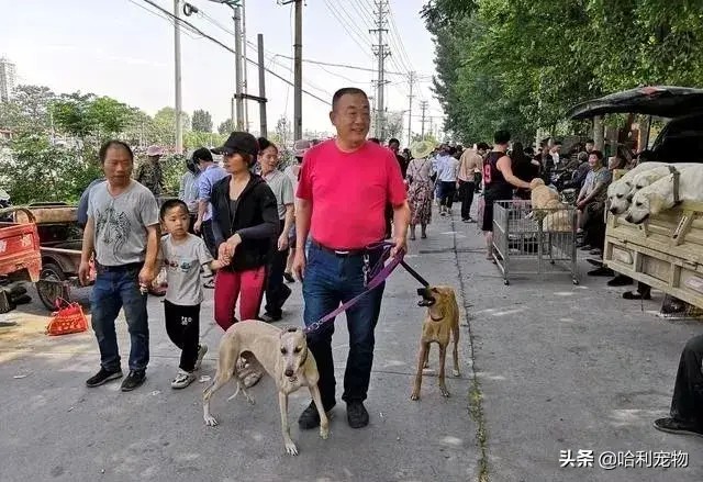 逛小镇狗市，金毛拉布拉多马犬等品种真多，带你看看各种狗的价格