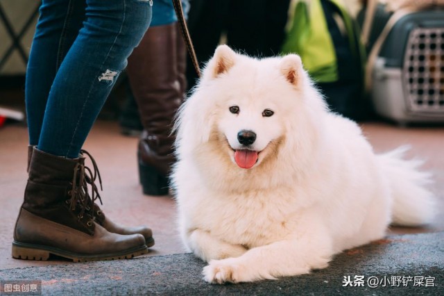 您是萨摩中的天使，让爱情成为最温暖的事情，陪伴小主人成长