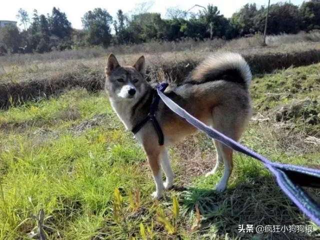 网友晒自家土狗照片真的被这只田园犬帅到了