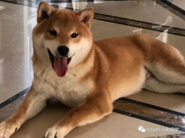 纯种柴犬到底多少钱？柴犬价格分析