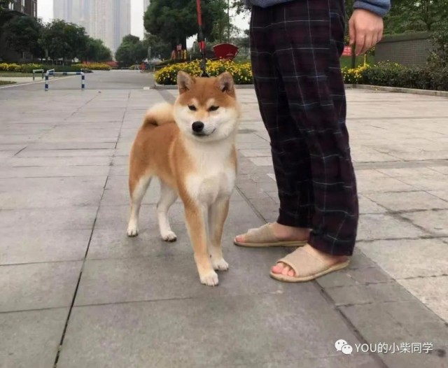 养柴犬究竟要多少钱？养柴犬的费用高吗？