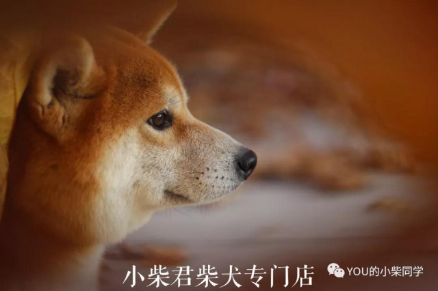 柴犬价格市场分析，柴犬到底多少钱一只？