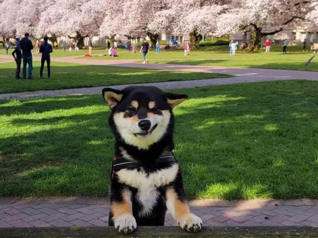 怎么训练柴犬往这看就完了